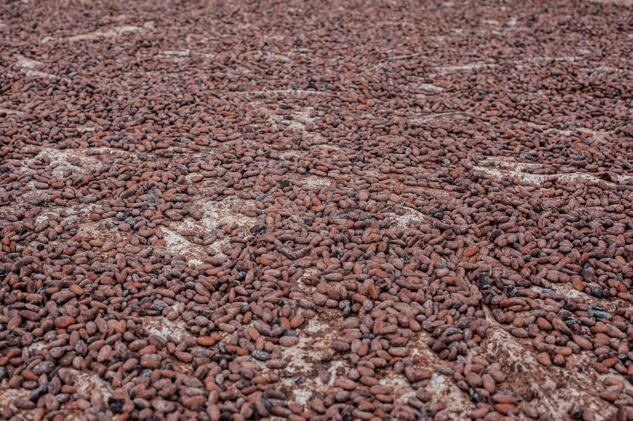 De voordelen van biologische cacao voor elke dag